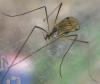 Ormosia sp.